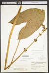 Sagittaria australis by WV University Herbarium