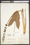 Sagittaria australis by WV University Herbarium