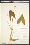 Sagittaria australis by WV University Herbarium