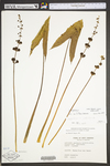 Sagittaria australis by WV University Herbarium