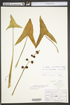 Sagittaria australis by WV University Herbarium