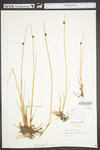 Schoenoplectus pungens var. pungens by WV University Herbarium