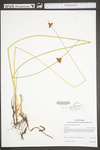 Schoenoplectus pungens by WV University Herbarium