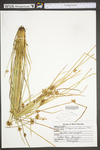 Schoenoplectus purshianus by WV University Herbarium