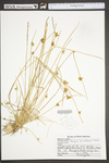 Schoenoplectus purshianus by WV University Herbarium