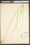 Carex tribuloides by WV University Herbarium