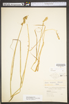 Carex tribuloides by WV University Herbarium