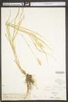 Carex tribuloides by WV University Herbarium