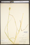 Carex tribuloides by WV University Herbarium