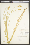 Carex tribuloides by WV University Herbarium