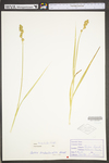 Carex tribuloides by WV University Herbarium