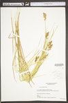 Carex tribuloides by WV University Herbarium