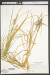 Carex tribuloides by WV University Herbarium