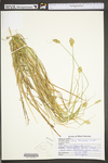 Carex tribuloides by WV University Herbarium