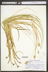 Carex tribuloides by WV University Herbarium