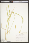 Carex tribuloides by WV University Herbarium