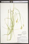 Carex tribuloides by WV University Herbarium