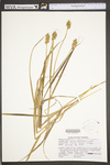 Carex tribuloides by WV University Herbarium