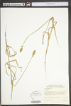 Carex tribuloides var. tribuloides by WV University Herbarium