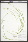 Carex tribuloides by WV University Herbarium