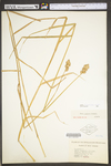 Carex tribuloides by WV University Herbarium