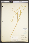 Carex tribuloides by WV University Herbarium