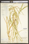 Carex tribuloides by WV University Herbarium