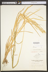 Carex tribuloides by WV University Herbarium