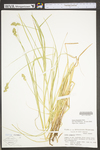 Carex tribuloides by WV University Herbarium