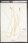 Carex tribuloides by WV University Herbarium