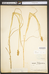 Carex tribuloides by WV University Herbarium