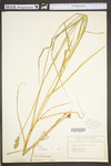 Carex tribuloides by WV University Herbarium