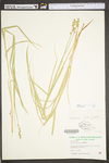 Carex tribuloides by WV University Herbarium