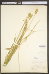 Carex tribuloides by WV University Herbarium