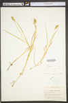 Carex tribuloides by WV University Herbarium