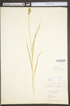 Carex tribuloides by WV University Herbarium