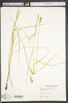 Carex tribuloides by WV University Herbarium