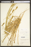 Carex tribuloides by WV University Herbarium