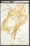 Carex tribuloides by WV University Herbarium