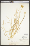 Carex tribuloides by WV University Herbarium