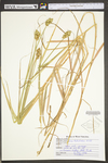 Carex tribuloides by WV University Herbarium