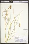 Carex tribuloides by WV University Herbarium