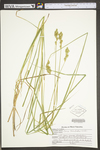 Carex tribuloides by WV University Herbarium