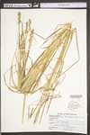 Carex tribuloides by WV University Herbarium