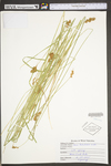 Carex tribuloides by WV University Herbarium