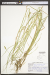 Carex tribuloides by WV University Herbarium