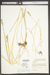 Carex tribuloides var. tribuloides by WV University Herbarium