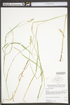 Carex tribuloides by WV University Herbarium