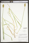 Carex tribuloides by WV University Herbarium