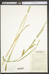 Carex trichocarpa by WV University Herbarium